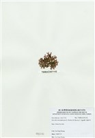 藏品(海木耳)的圖片